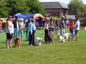 Dog Show 04